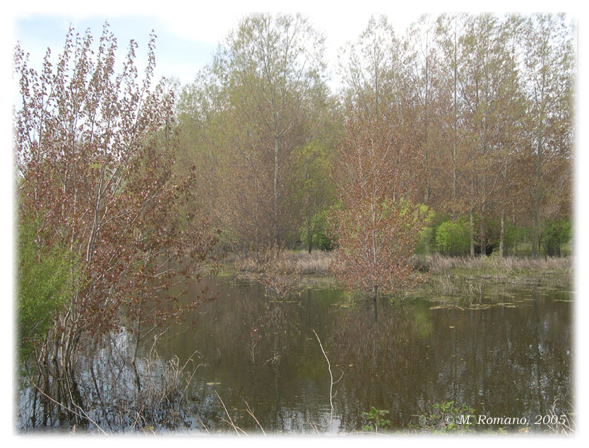 Laghi......della SICILIA